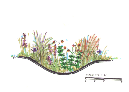 Smith Family Gardens -- Rain Garden rendering