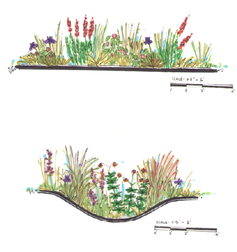 Smith Family Gardens -- Rain Garden rendering